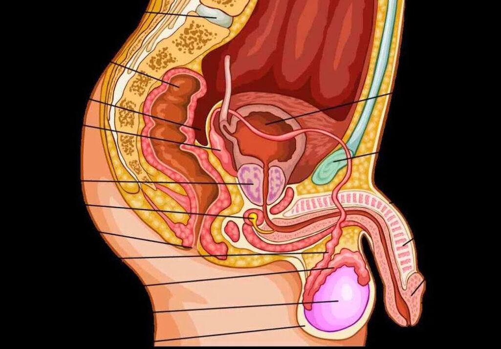 anatomía do pene masculino