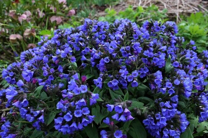 Flores de Medunitsa